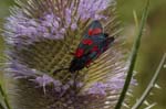 2018-07-07 - 5ds24642 - Saint-Leu-la-Forêt (95320)