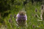 07/07/2018 - 5ds24652 - Saint-Leu-la-Forêt (95320)