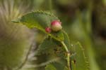 07/07/2018 - 5ds24657 - Saint-Leu-la-Forêt (95320)