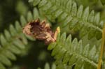 07/07/2018 - 5ds24745 - Saint-Leu-la-Forêt (95320)