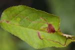 07/07/2018 - 5ds24858 - Saint-Leu-la-Forêt (95320)