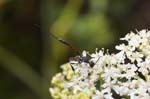 2018-07-07 - 5ds25029 - Saint-Leu-la-Forêt (95320)