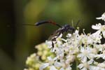2018-07-07 - 5ds25037 - Saint-Leu-la-Forêt (95320)