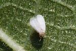 2018-07-12 - 5ds25339 - Cimetière de Montmartre (75009)