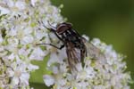 2018-07-15 - 5ds25521 - Bois de Vincennes (75012)