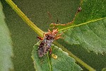 15/07/2018 - 5ds25602 - Bois de Vincennes (75012)