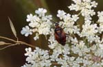 15/07/2018 - 5ds25691 - Bois de Vincennes (75012)