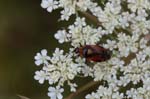 15/07/2018 - 5ds25698 - Bois de Vincennes (75012)