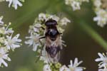 15/07/2018 - 5ds25863 - Bois de Vincennes (75012)