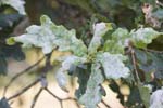 Erysiphaceae (20 photos)