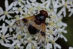 21/07/2018 - 5ds26491 - Saint-Leu-la-Forêt (95320)