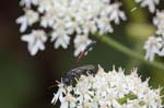 2018-07-21 - 5ds26531 - Saint-Leu-la-Forêt (95320)
