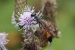 21/07/2018 - 5ds26563 - Saint-Leu-la-Forêt (95320)