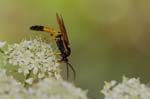 21/07/2018 - 5ds26645 - Saint-Leu-la-Forêt (95320)