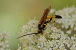 21/07/2018 - 5ds26663 - Saint-Leu-la-Forêt (95320)
