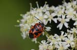 21/07/2018 - 5ds26690 - Saint-Leu-la-Forêt (95320)