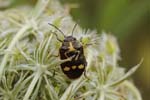 21/07/2018 - 5ds26783 - Saint-Leu-la-Forêt (95320)