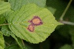 2018-07-21 - 5ds26897 - Saint-Leu-la-Forêt (95320) 2018-07-21 - 5ds26897 - Saint-Leu-la-Forêt (95320)
