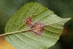 2018-07-21 - 5ds26906 - Saint-Leu-la-Forêt (95320) 2018-07-21 - 5ds26906 - Saint-Leu-la-Forêt (95320)