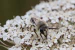 2018-07-21 - 5ds27024 - Saint-Leu-la-Forêt (95320)