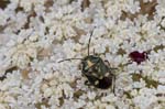 21/07/2018 - 5ds27402 - Saint-Leu-la-Forêt (95320)