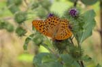 22/07/2018 - 5ds27778 - Étiolles (91450)