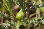 Galled Plants