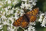 30/07/2018 - 5ds28937 - Bessans (73480)