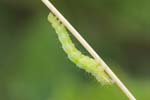 30/07/2018 - 5ds29033 - Bessans (73480)