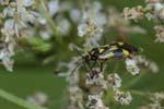 30/07/2018 - 5ds29156 - Bessans (73480)