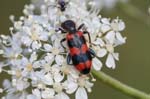 2018-07-31 - 5ds29476 - Val-Cenis (73480)