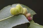 Host Plants