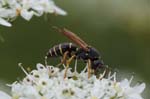 31/07/2018 - 5ds30272 - Bessans (73480)