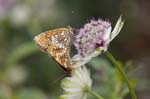 31/07/2018 - 5ds30318 - Bessans (73480)