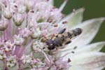 31/07/2018 - 5ds30361 - Bessans (73480)