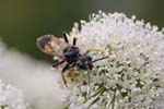31/07/2018 - 5ds30419 - Bessans (73480)