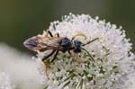 31/07/2018 - 5ds30428 - Bessans (73480)
