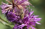 2018-08-01 - 5ds30864 - Bessans (73480)