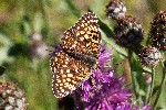01/08/2018 - 5ds30879 - Bessans (73480)