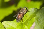 02/08/2018 - 5ds31114 - Bessans (73480)