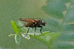 02/08/2018 - 5ds31254 - Bessans (73480)