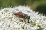 02/08/2018 - 5ds31653 - Bessans (73480)