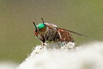 02/08/2018 - 5ds31723 - Bessans (73480)