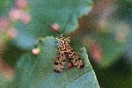 03/08/2018 - 5ds32154 - Bessans (73480)