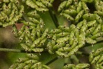03/08/2018 - 5ds32537 - Bessans (73480)