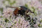 03/08/2018 - 5ds32714 - Bessans (73480)