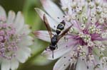 03/08/2018 - 5ds32788 - Bessans (73480)