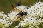 03/08/2018 - 5ds33109 - Bessans (73480)