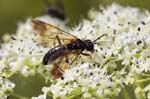 03/08/2018 - 5ds33115 - Bessans (73480)