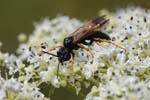 03/08/2018 - 5ds33166 - Bessans (73480)